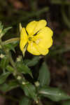 Common evening-primrose